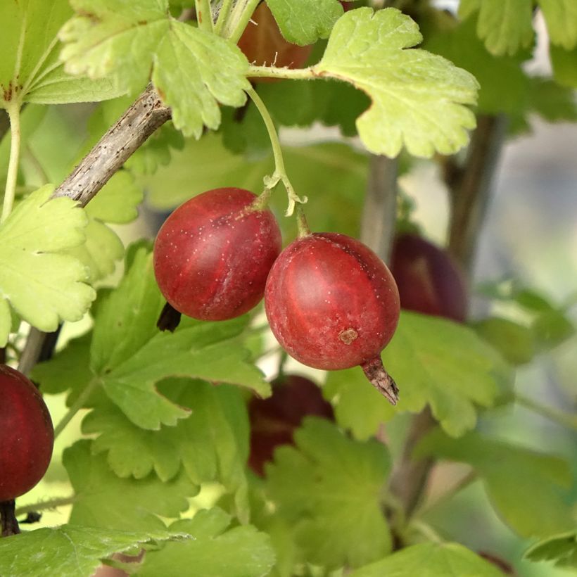 Stachelbeere Easycrisp Lady Late (Ernte)