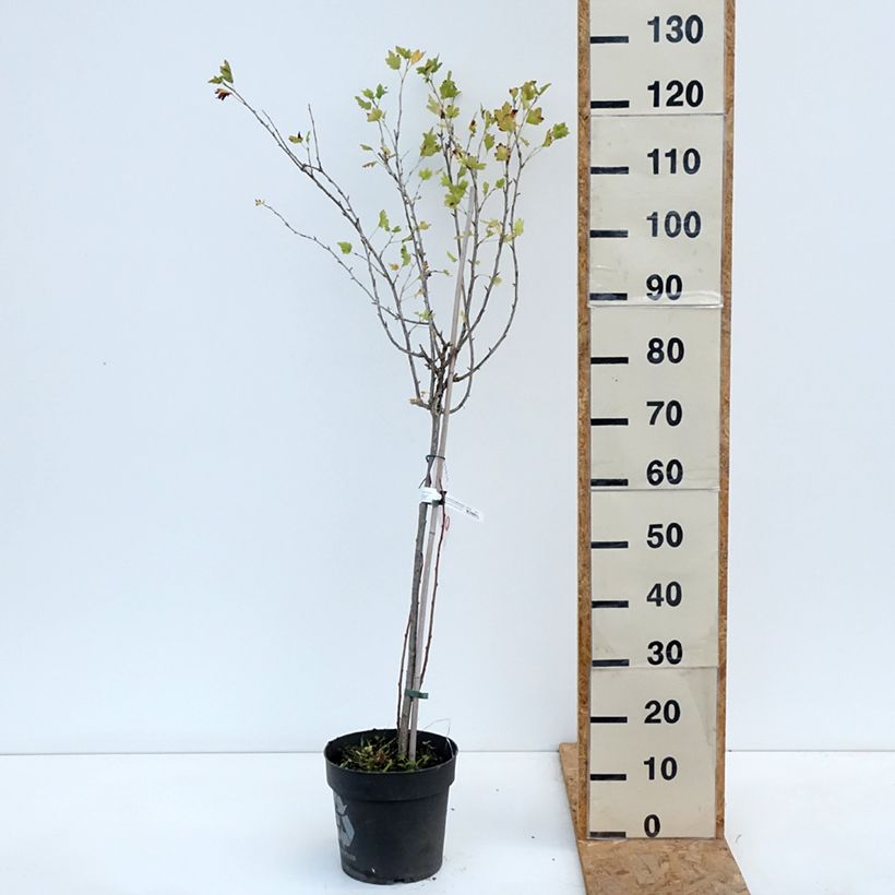 Exemplar von Stachelbeere Easycrisp Lady Late Topf mit 6L/7L, Stamm wie im Herbst geliefert