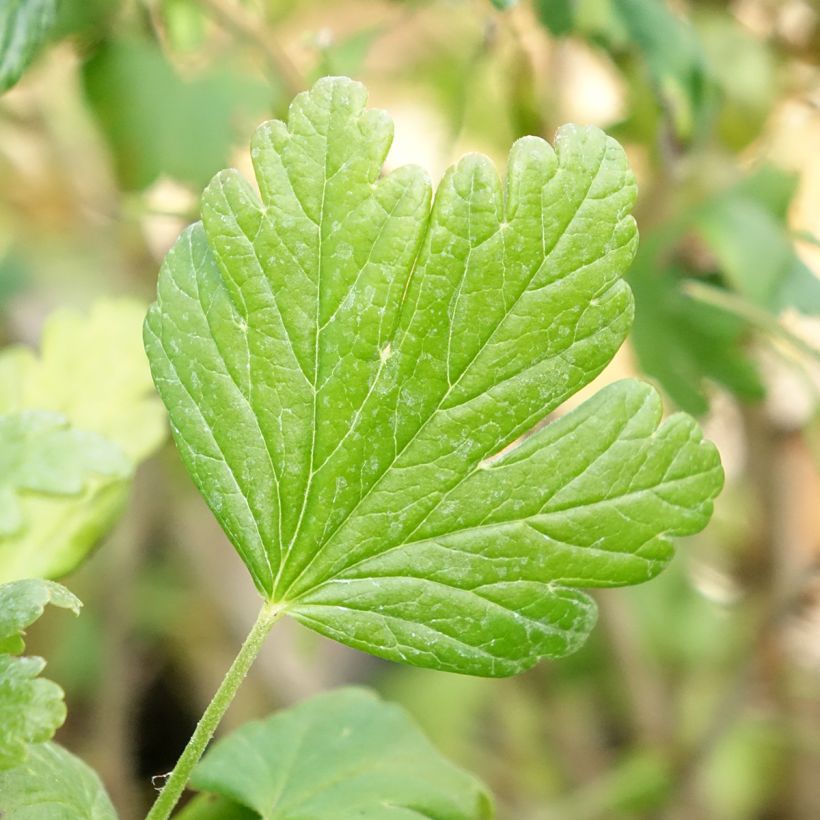 Stachelbeere Easycrisp Mme Sansouci (Laub)