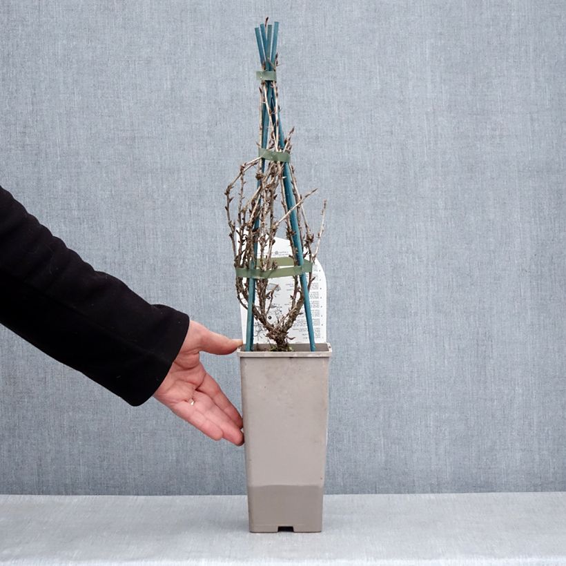 Exemplar von Stachelbeere Freedonia Topf mit 1,5L/2L wie im Frühjahr geliefert