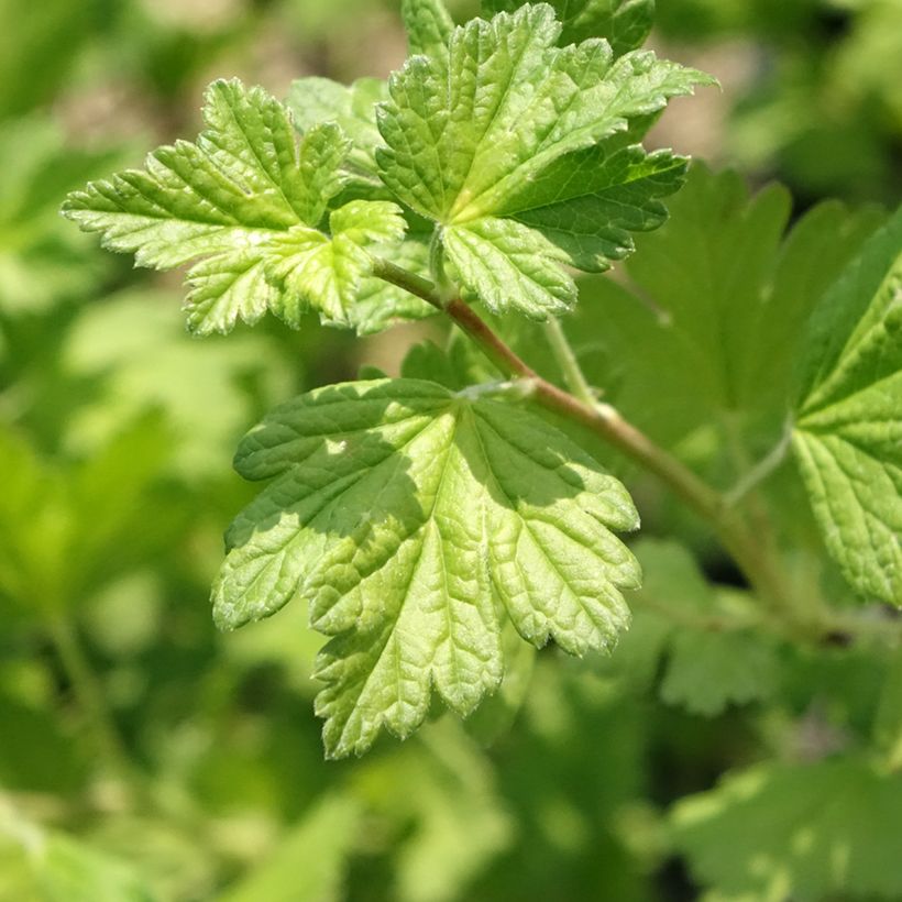 Stachelbeere Freedonia (Laub)