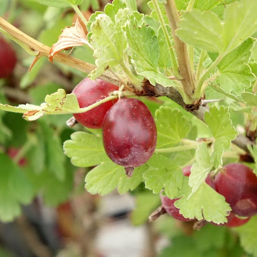 Stachelbeere Hinnönmaki Röd (Ernte)