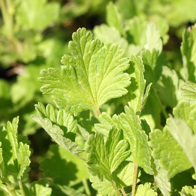 Stachelbeere Hinnonmäki Grün (Laub)