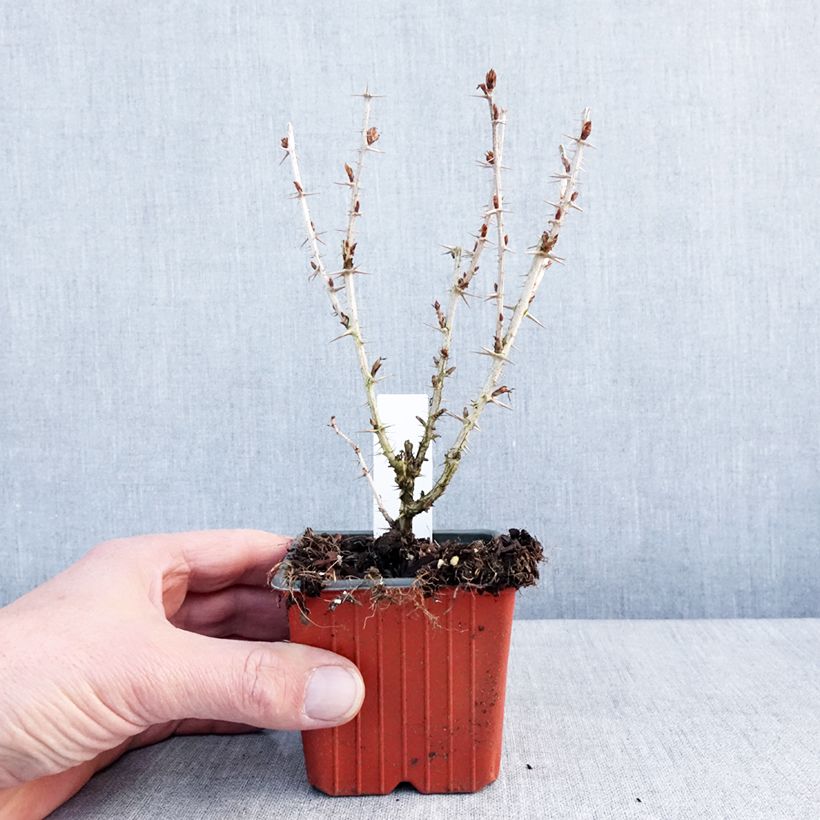 Exemplar von Groseillier à maquereaux Hinnonmaki vert Godet de 8/9 cm wie im Winter geliefert