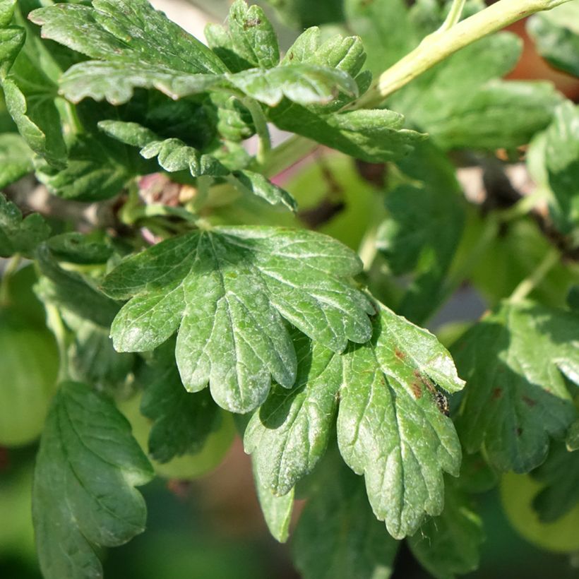 Stachelbeere Tatjana (Laub)