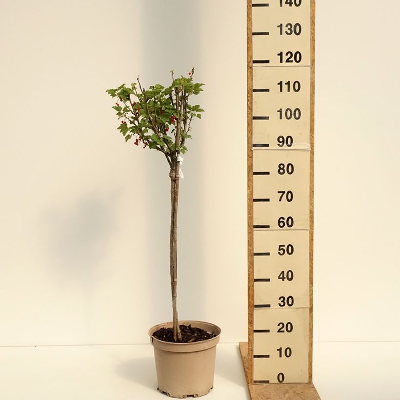 Example of Rote Johannisbeere Agate Rouge mactor Topf mit 7,5L/10L, 1/4 Stängel as you get in ete