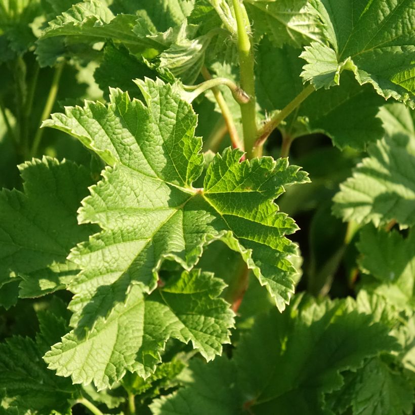 Rote Johannisbeere Red Lake Améliorée (Foliage)