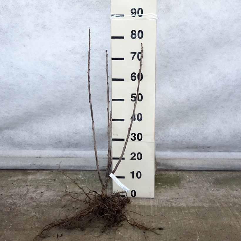 Example of Rote Johannisbeere Red Lake Améliorée Wurzelnackt, Strauch as you get in hiver