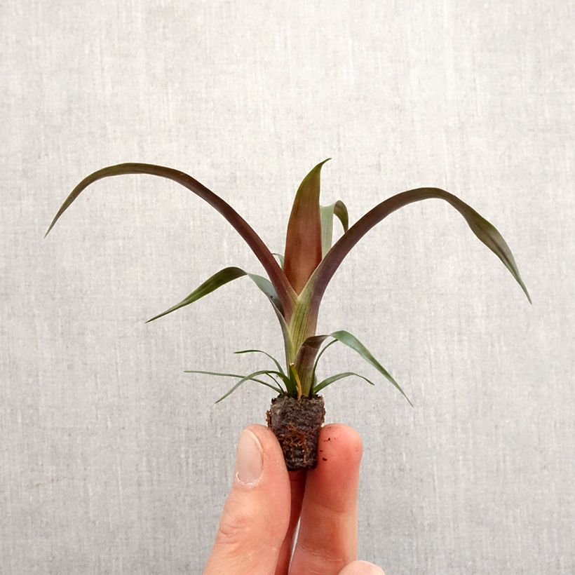 Exemplar von Guzmania Akabar Mini-Pflanze wie im Frühjahr geliefert