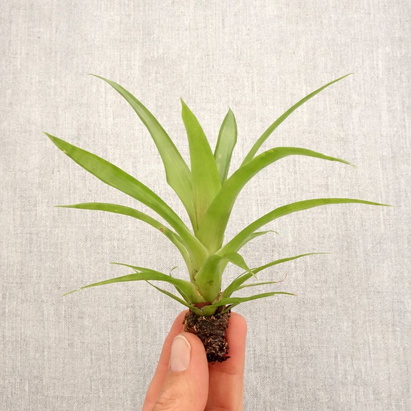 Exemplar von Guzmania Flava Mini-Pflanze wie im Frühjahr geliefert