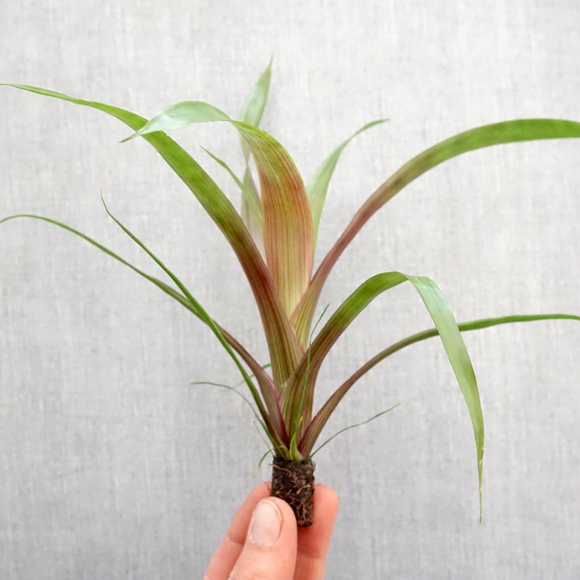 Example of Guzmania Limones Mini-Pflanze as you get in printemps