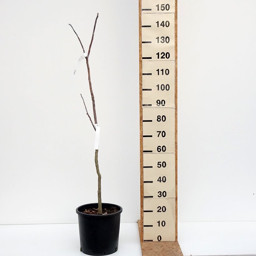 Exemplar von Gymnocladus dioica - Geweihbaum Topf mit 12L/15L wie im Herbst geliefert