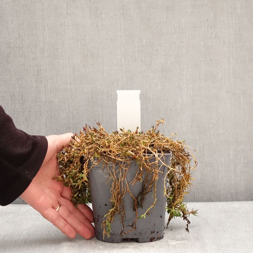 Example of Kriechendes Gipskraut Rosa Schönheit - Gypsophila repens Topf mit 2L/3L as you get in hiver