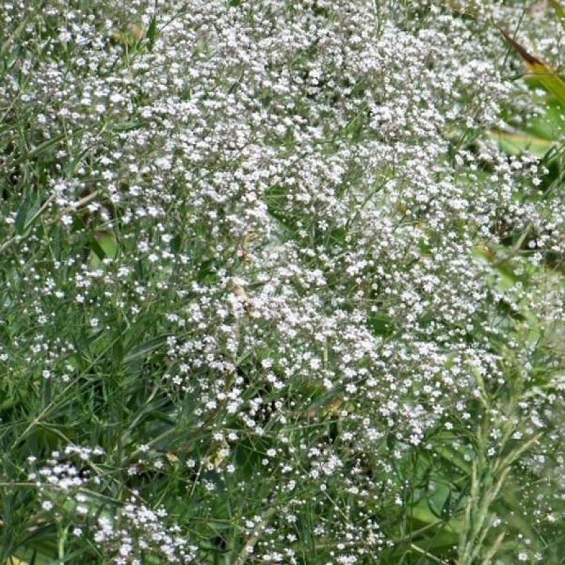 Rispiges Gipskraut White Festival - Gypsophila paniculata (Plant habit)