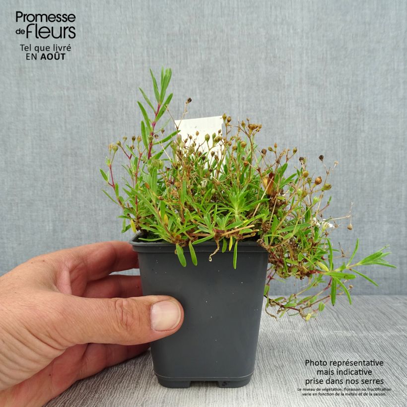 Exemplar von Kriechendes Gipskraut White Angel - Gypsophila repens Kleine Töpfe von 8/9 cm wie im Sommer geliefert