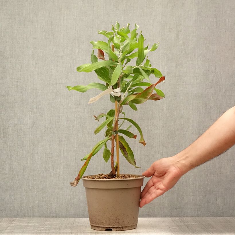 Exemplar von Hakea victoria - Nadelkissen Topf mit 4L/5L wie im Sommer geliefert