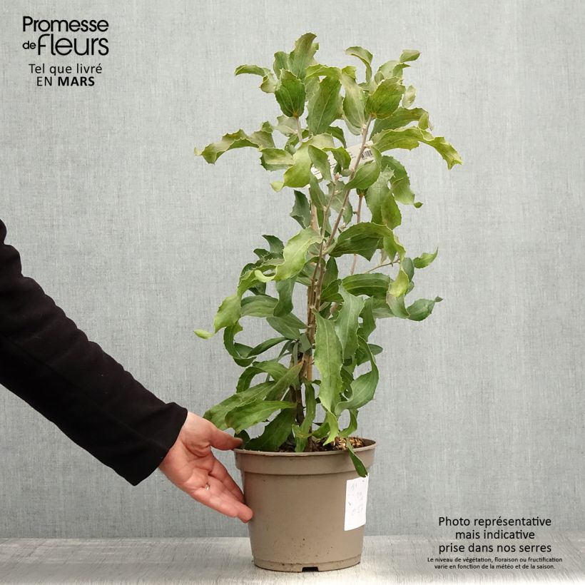 Example of Hakea victoria - Nadelkissen Topf mit 4L/5L as you get in printemps