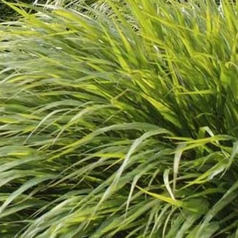 Hakonechloa macra - Japangras (Foliage)
