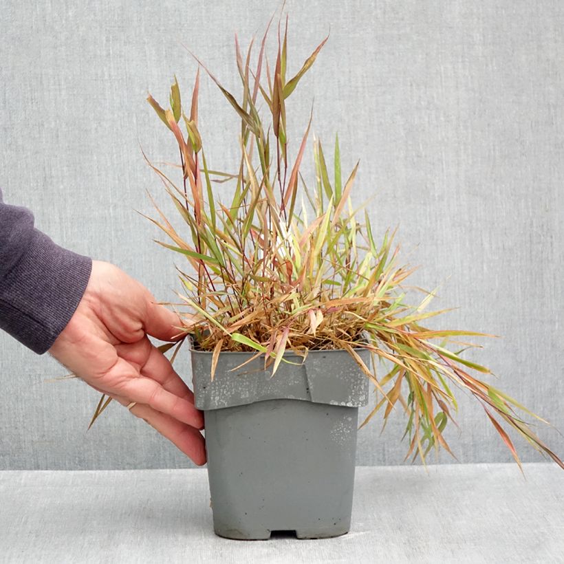 Exemplar von Hakonechloa macra Beni-Kaze - Japangras Topf mit 1L/1,5L wie im Herbst geliefert