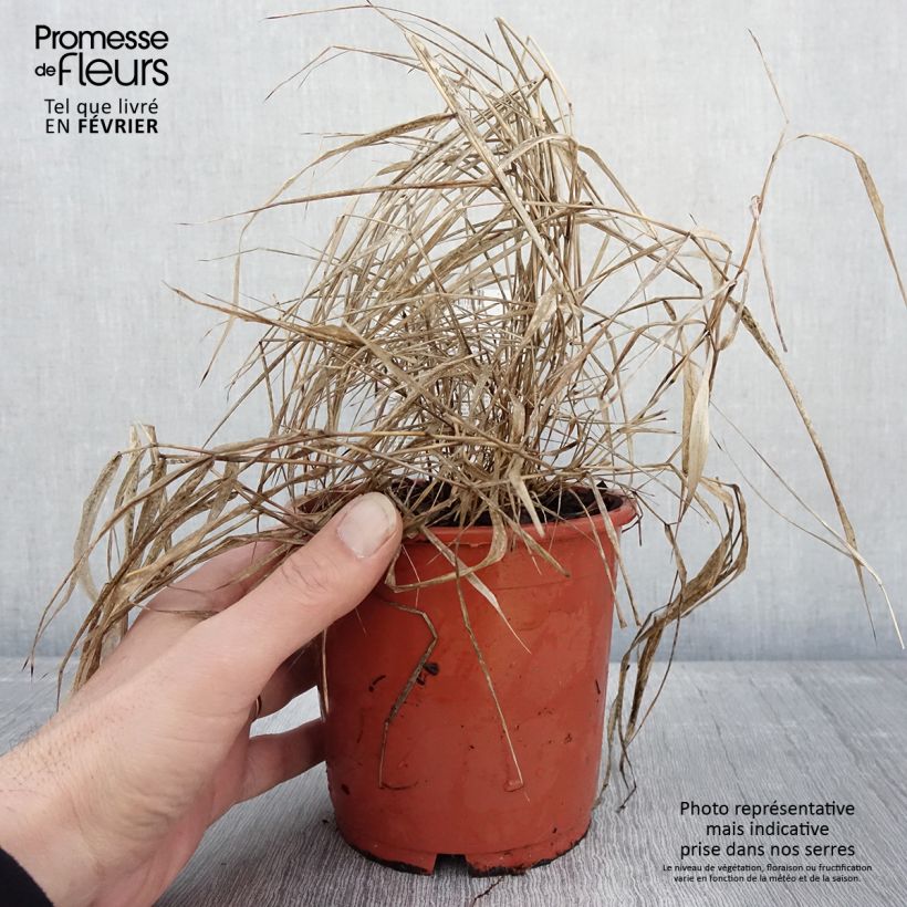 Exemplar von Hakonechloa macra Beni-Kaze - Herbe du Japon Pot de 1L/1,5L wie im Winter geliefert