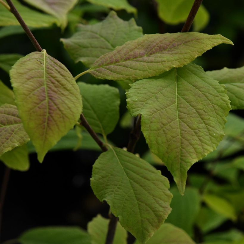 Halesia carolina - Maiglöckchenbaum (Laub)