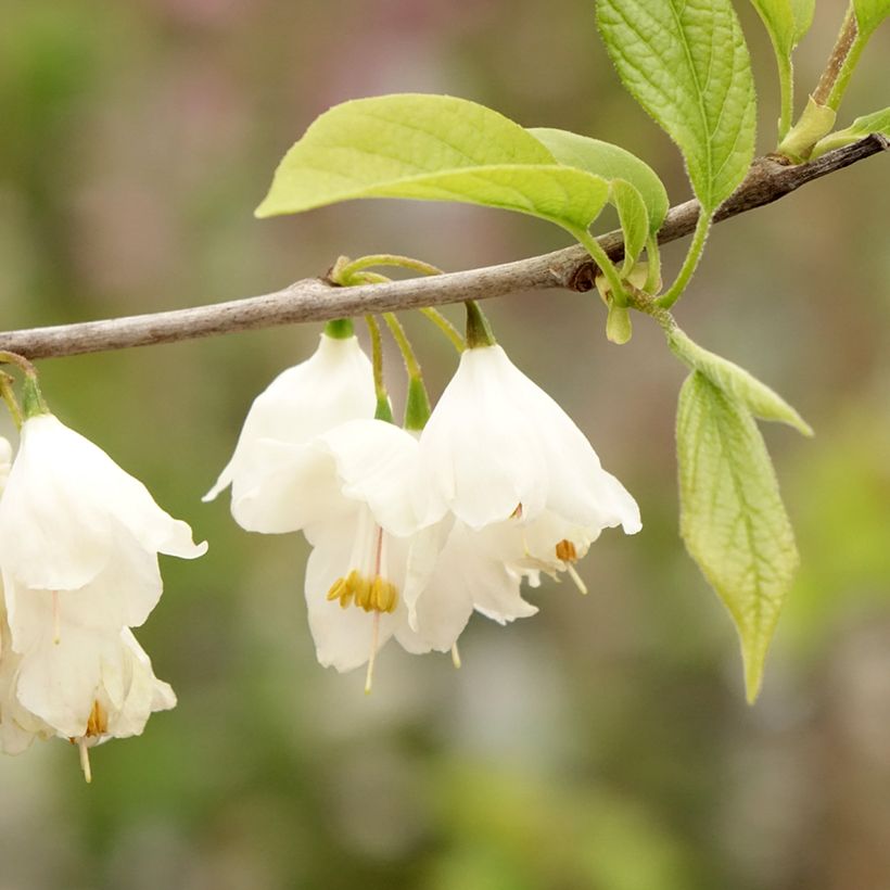 Halesia carolina - Maiglöckchenbaum (Blüte)