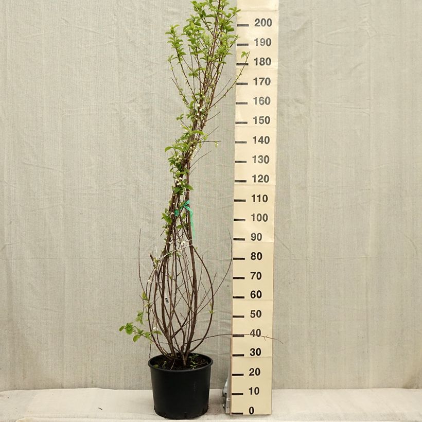 Exemplar von Halesia carolina - Maiglöckchenbaum Topf mit 18L/20L wie im Frühjahr geliefert