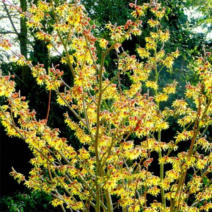 Zaubernuss Arnold Promise - Hamamelis intermedia (Wuchs)