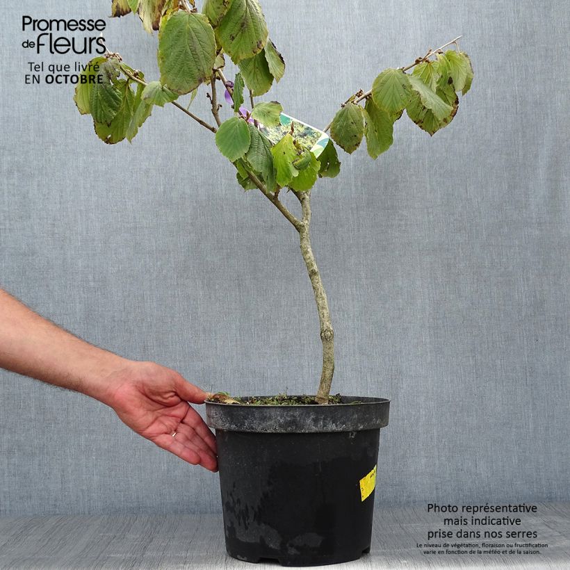 Exemplar von Chinesische Zaubernuss Pallida - Hamamelis mollis Topf mit 4L/5L wie im Herbst geliefert