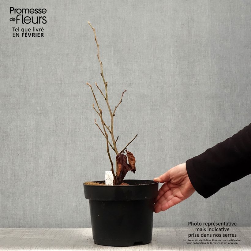 Example of Frühlings-Zaubernuss Amethyst - Hamamelis vernalis Topf mit 7,5L/10L as you get in hiver