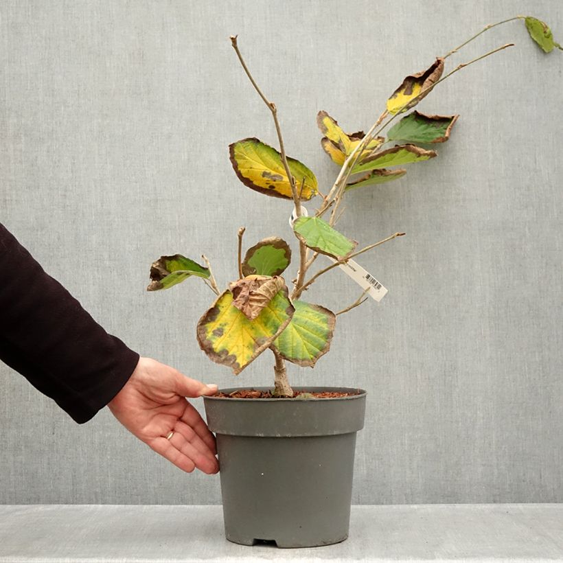 Exemplar von Zaubernuss Aphrodite - Hamamelis intermedia Topf mit 3L/4L wie im Herbst geliefert