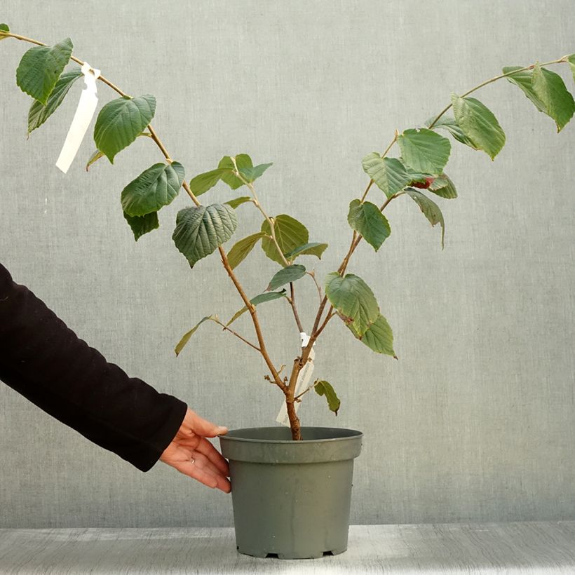 Exemplar von Zaubernuss Barmstedt Gold - Hamamelis intermedia Topf mit 4L/5L wie im Herbst geliefert