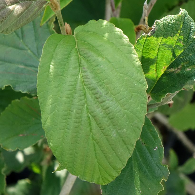 Zaubernuss Feuerzauber - Hamamelis intermedia (Laub)