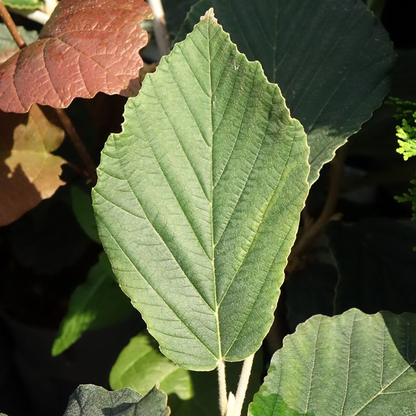 Zaubernuss Orange Beauty - Hamamelis intermedia (Laub)