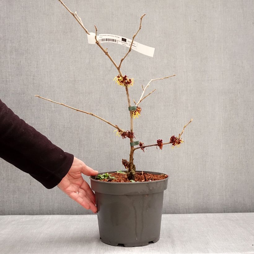 Example of Zaubernuss Orange Peel - Hamamelis intermedia Topf mit 3L/4L as you get in hiver