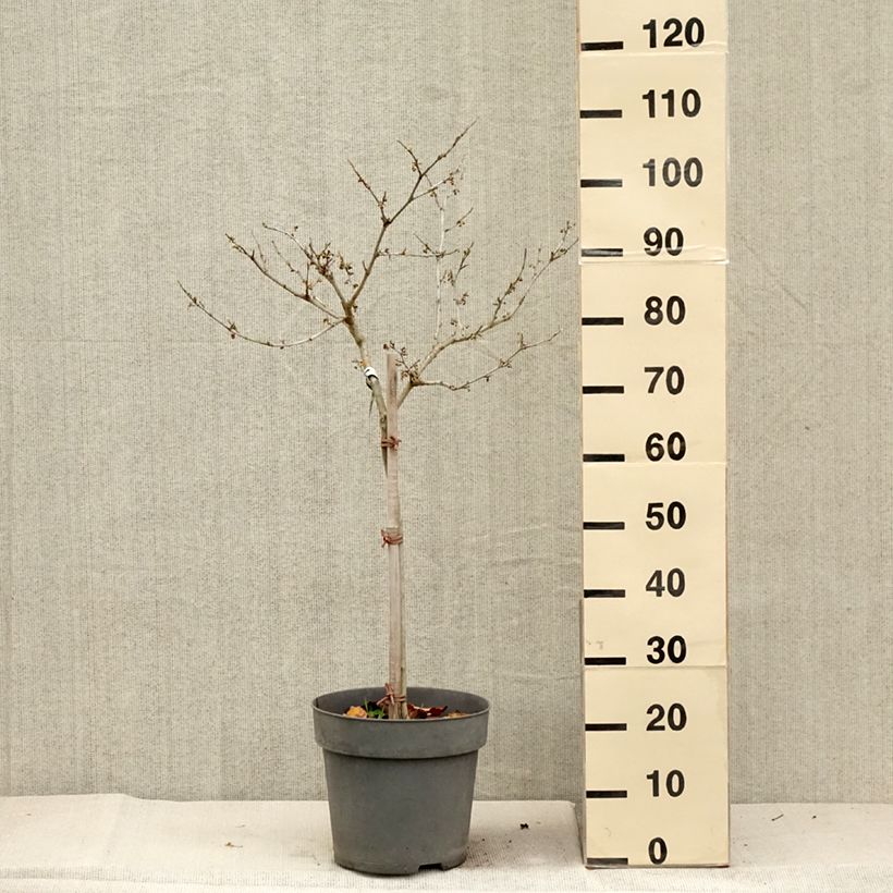 Exemplar von Zaubernuss Rubin - Hamamelis intermedia Topf mit 7,5L/10L, Stamm wie im Herbst geliefert