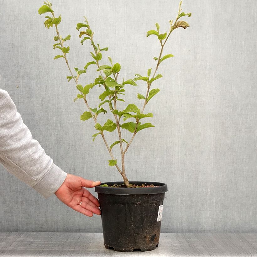 Example of Zaubernuss Yamina - Hamamelis intermedia Topf mit 4L/5L as you get in printemps