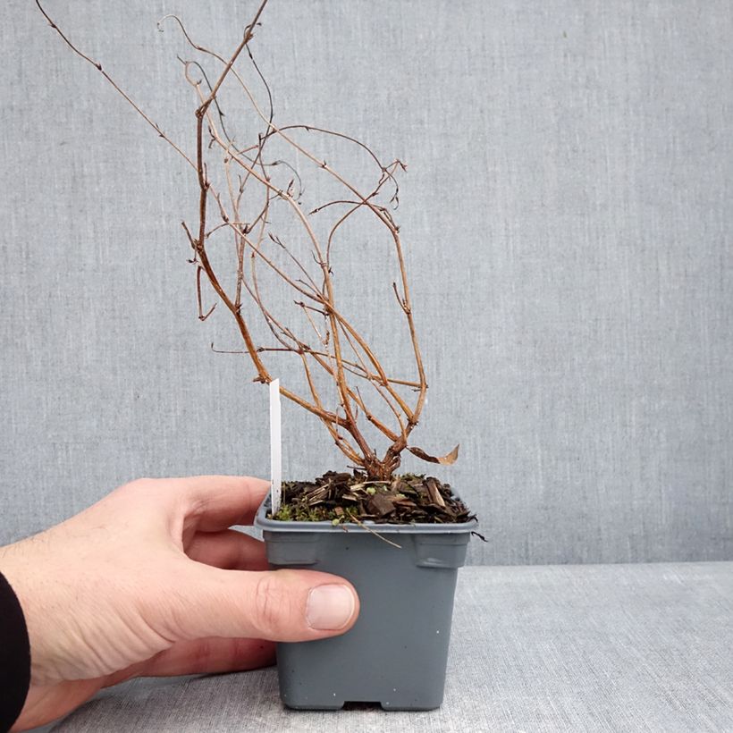 Example of Hardenbergia violacea Meema - Purpurerbse Kleine Töpfe von 8/9 cm as you get in hiver