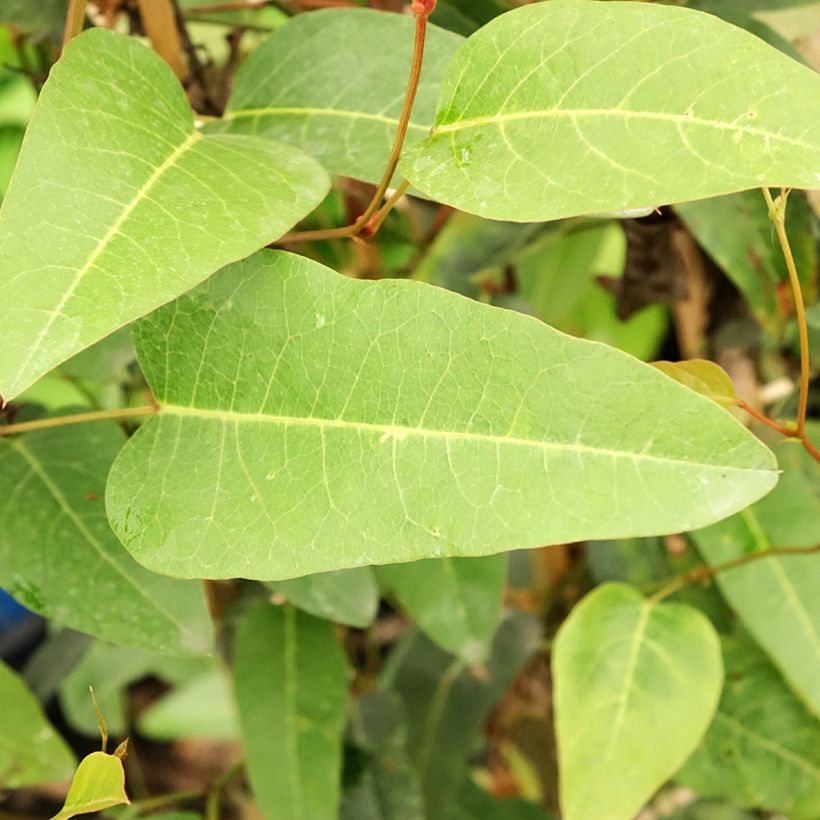 Hardenbergia violacea - Purpurerbse (Foliage)