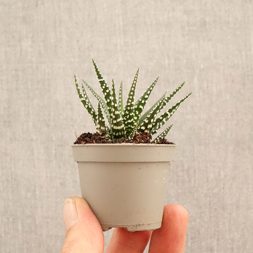 Exemplar von Haworthia Big Band Mini-Pflanze wie im Frühjahr geliefert