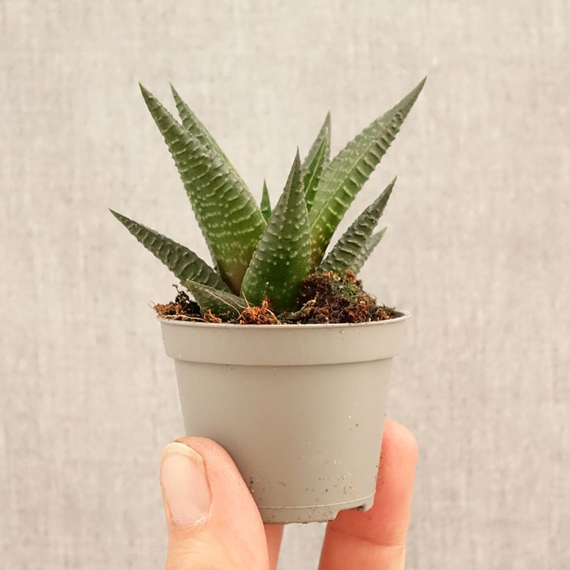 Exemplar von Haworthia Gasworthia  Mini-Pflanze wie im Frühjahr geliefert