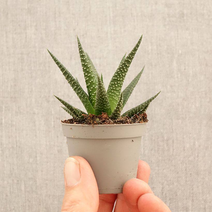 Exemplar von Haworthia limifolia Mini-Pflanze wie im Frühjahr geliefert