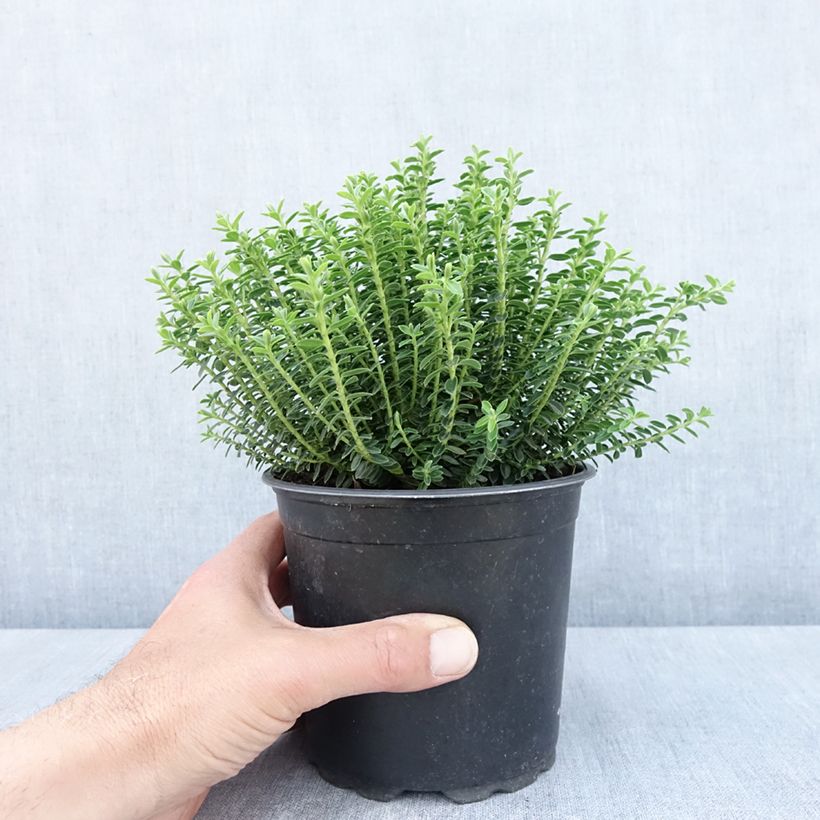 Exemplar von Hebe ochracea - Strauchveronika Topf mit 1,5L/2L wie im Frühjahr geliefert