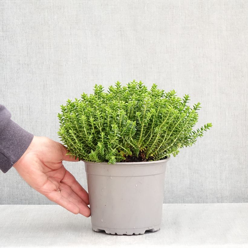 Exemplar von Hebe odora Nana - Strauchveronika Topf mit 1,5L/2L wie im Frühjahr geliefert