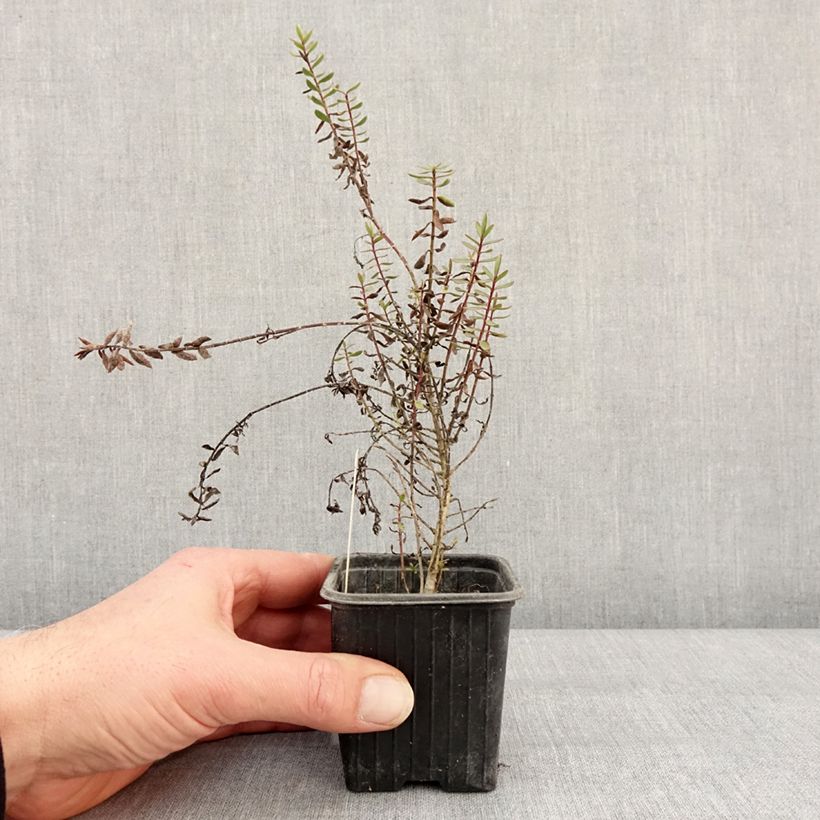 Example of Hebe Pink Paradise - Strauchveronika Kleine Töpfe von 8/9 cm as you get in hiver