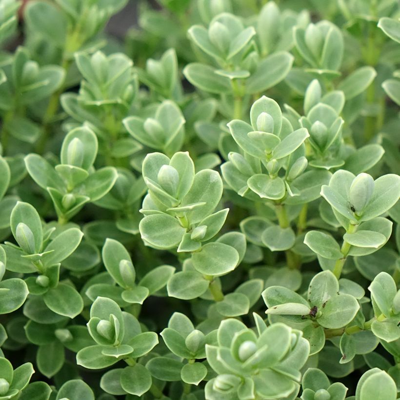 Hebe topiaria  - Strauchveronika (Laub)