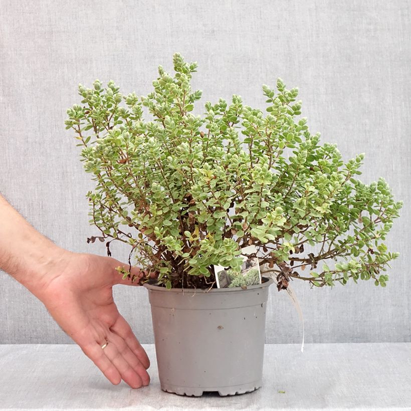 Exemplar von Hebe topiaria  - Strauchveronika Topf mit 1,5L/2L wie im Sommer geliefert