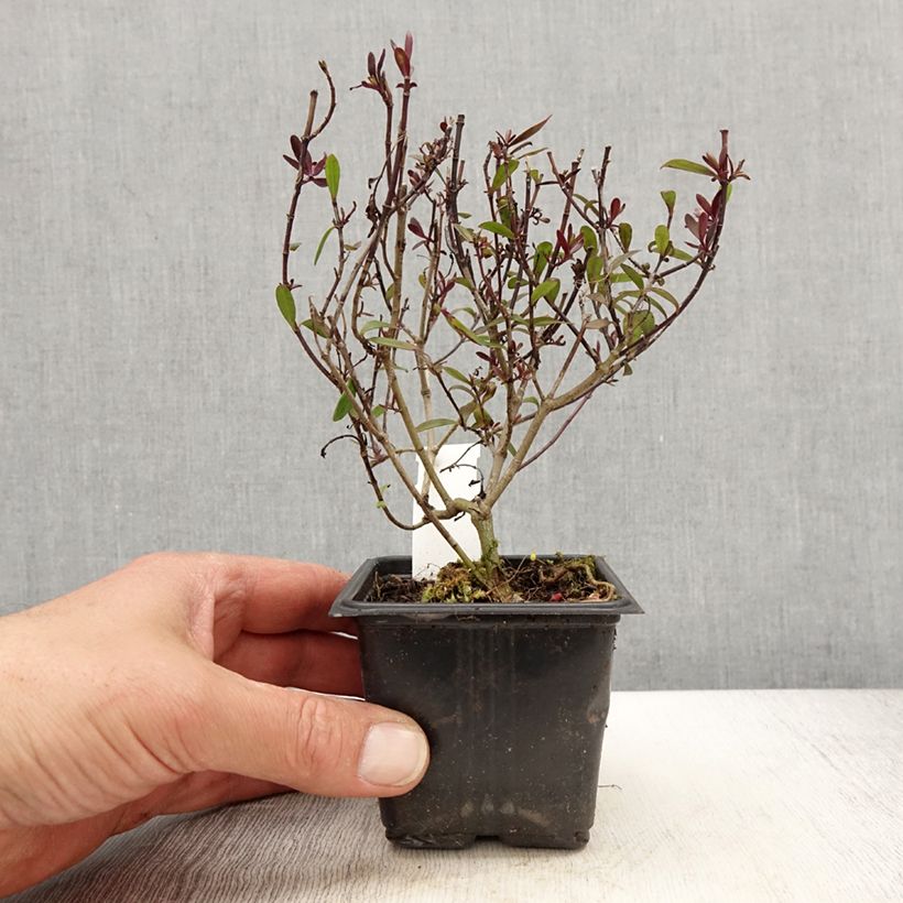 Exemplar von Hebe Turkish Delight - Strauchveronika Kleine Töpfe von 8/9 cm wie im Frühjahr geliefert