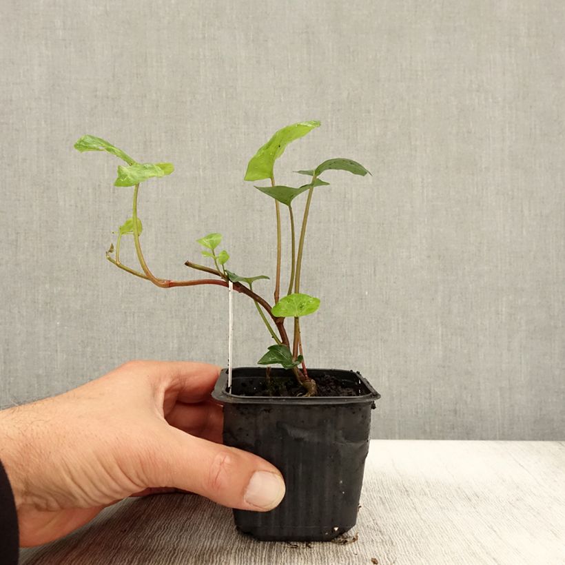 Exemplar von Hedera algeriensis - Lierre d'Algérie Godet de 8/9 cm wie im Herbst geliefert