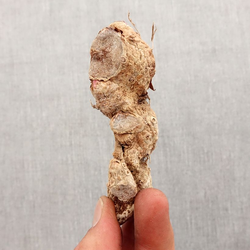 Exemplar von Hedychium coccineum Tara (Birne) - Schmetterlingsingwer Zwiebel Kaliber/Größe I wie im Frühjahr geliefert